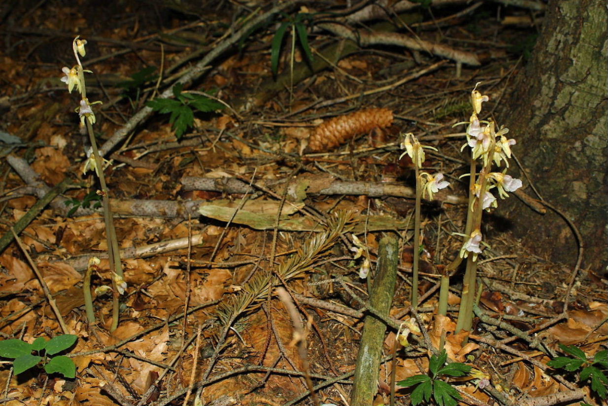 Epipogium aphyllum  in Val dAveto